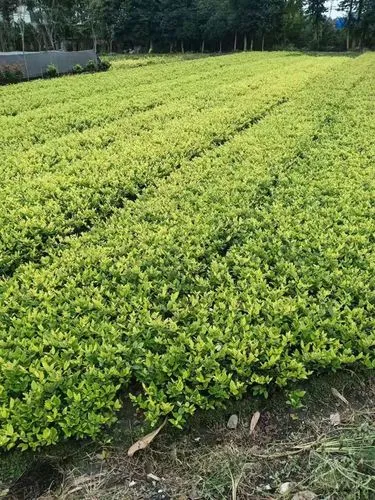 羽毛球网球拍材质区别